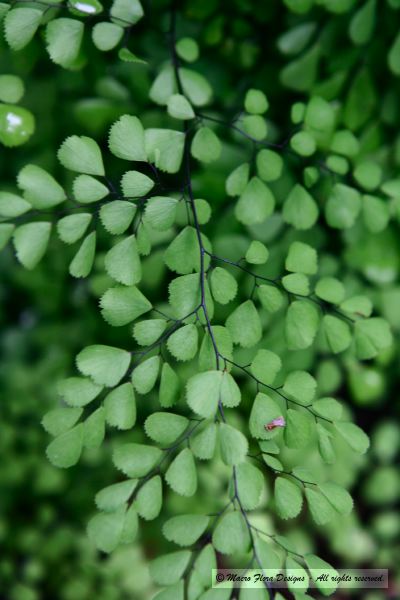 Adiantum Fern