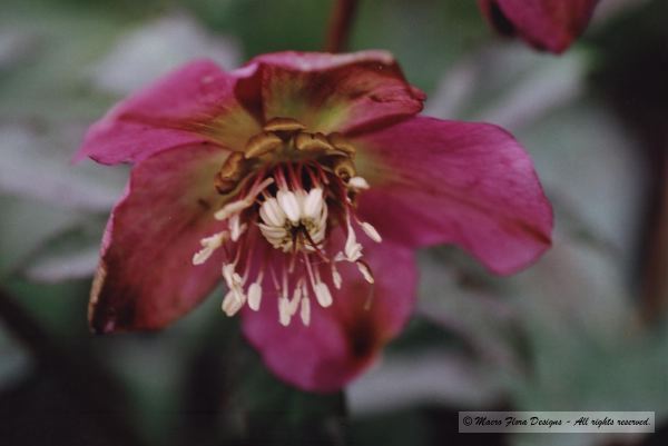 Helleborus