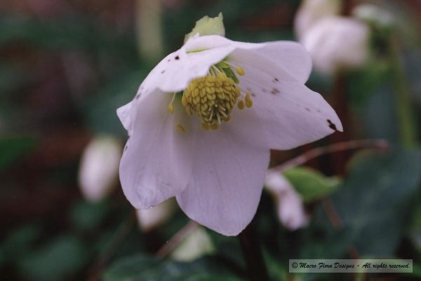 Helleborus
