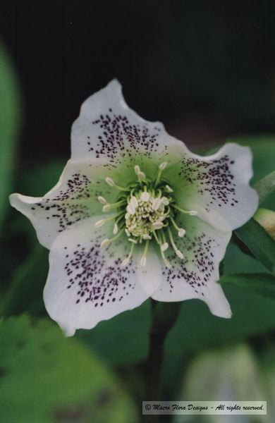 Helleborus