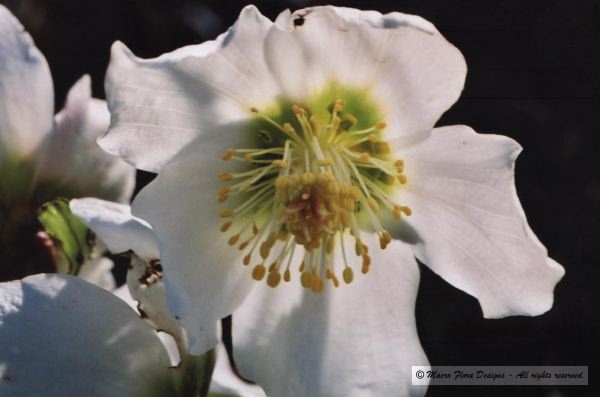 Helleborus
