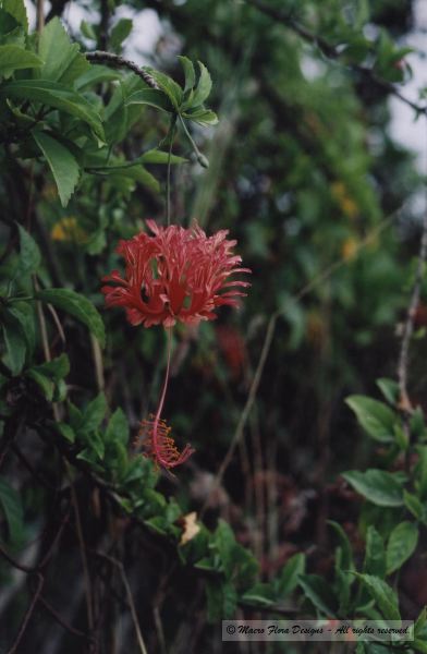 Hibiscus