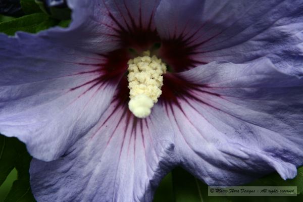 Hibiscus Blue Bird