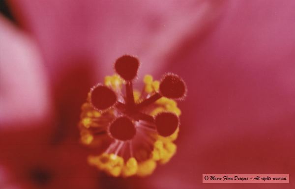 Hibiscus stamen