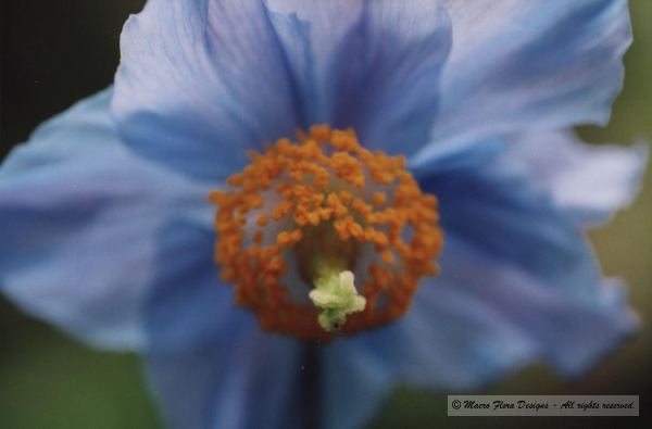Himalayan Poppy