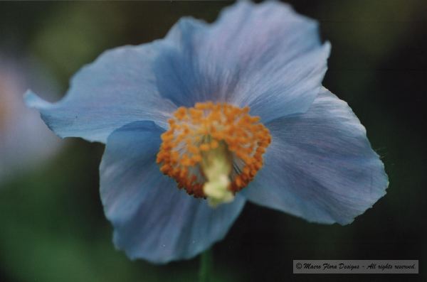 Himalayan Poppy