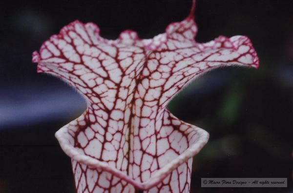 Bog Plant