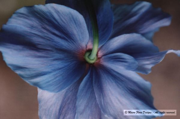 Himalayan Poppy