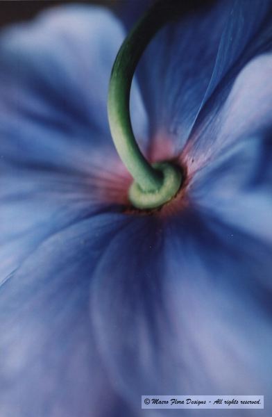 Himalayan Poppy