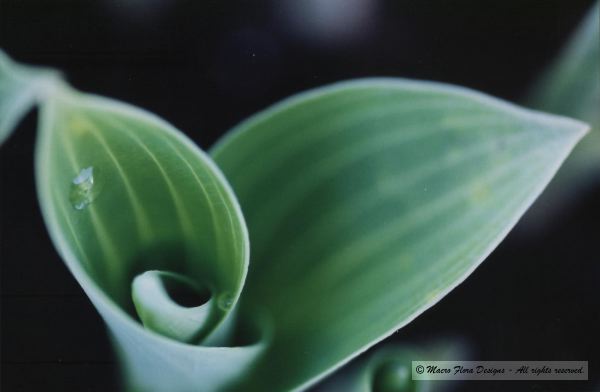 Hosta Leaf