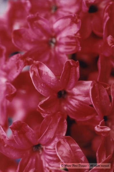 Hyacinth