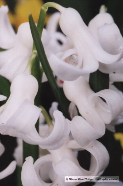 Hyacinthus