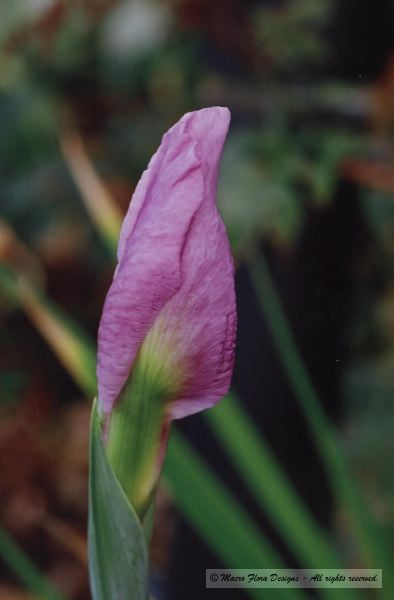 Iris Bud