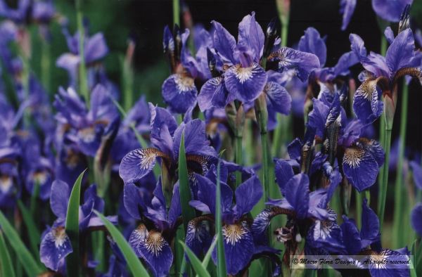 Irises