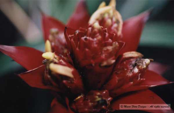 Bromelia