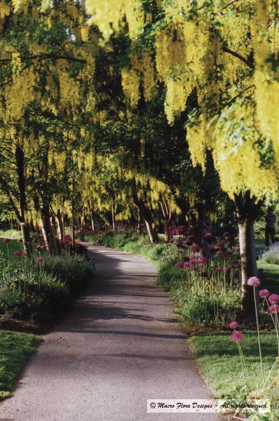 Labernum Walk
