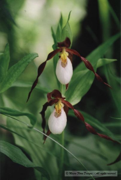 Lady Slippers