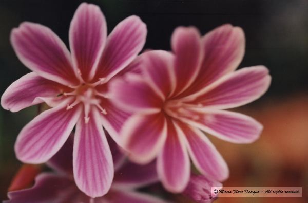 Lewisia