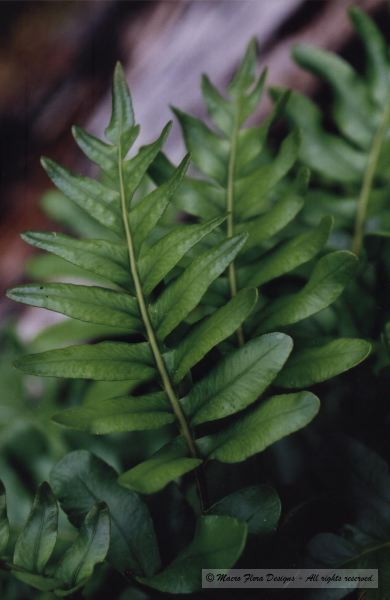 Licorice Fern 
