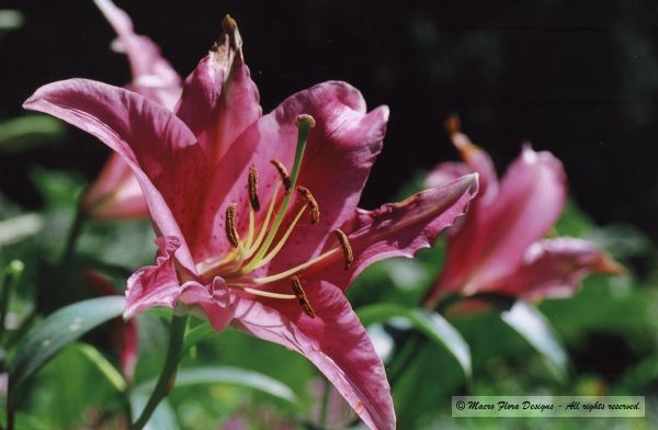 Lilies