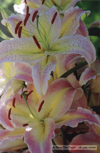 Lilies