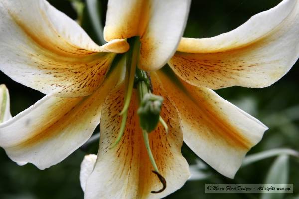 Lily