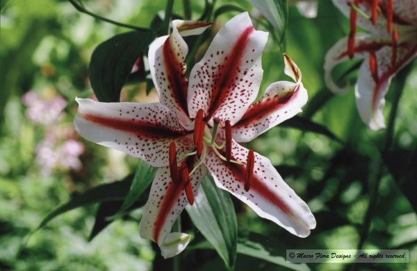 Lily