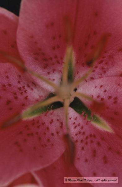 Lily