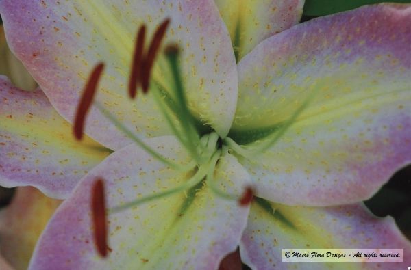 Lily