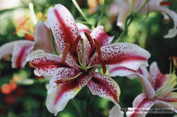 Lily 