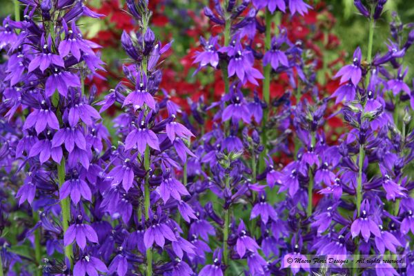 Lobelia