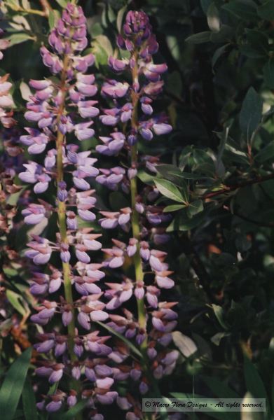 Lupines