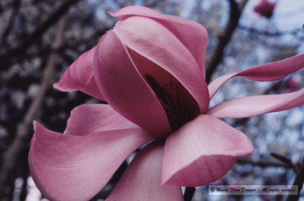 Magnolia