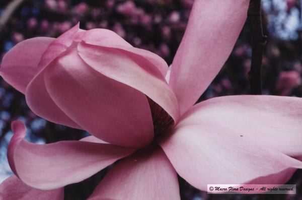Magnolia 