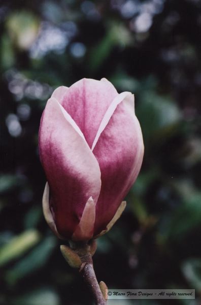 Magnolia Bud 