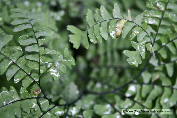 Maiden Hair Fern