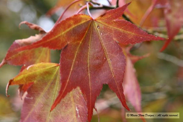 Maple Leaf