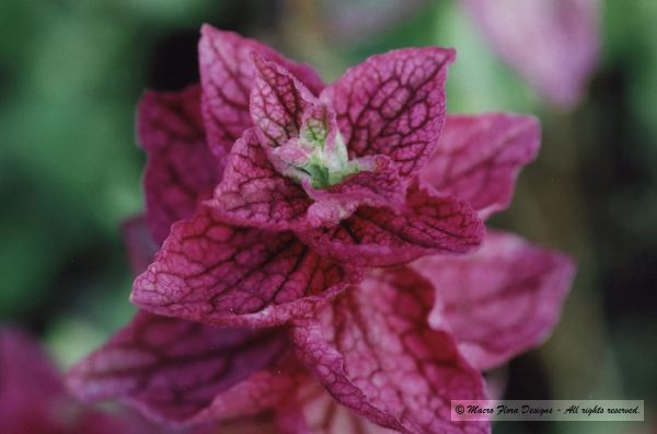 Mealycup Sage