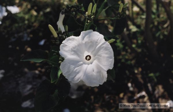Morning Glory