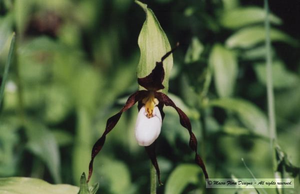 Mountain Ladyslipper