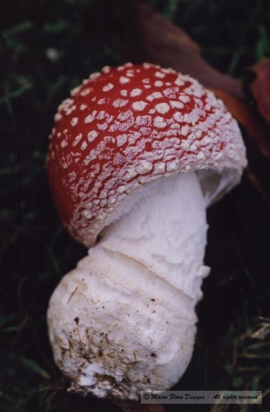 Mushroom