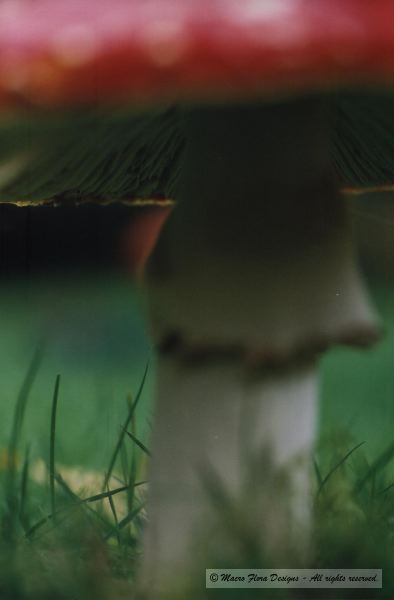 Mushroom