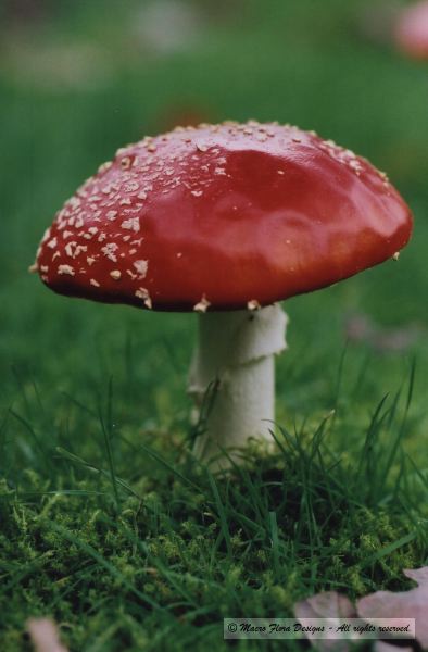 Mushroom 
