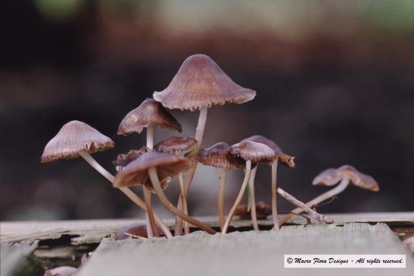 Mushrooms