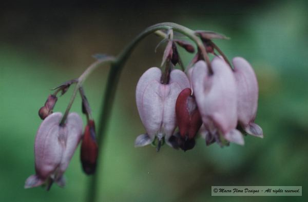 Native Bleeding Heart