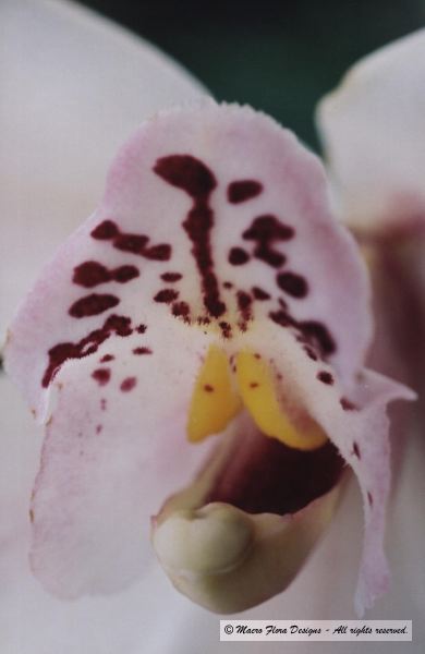 Orchid