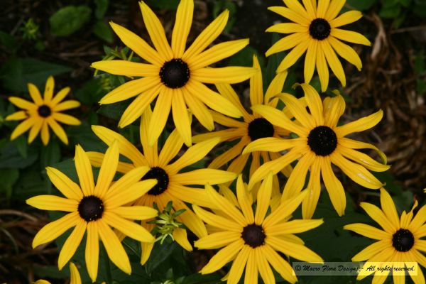 Bunch of Cone Flowers