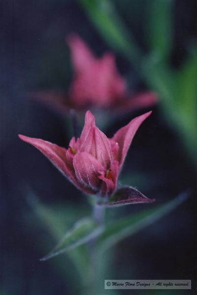 Paintbrush