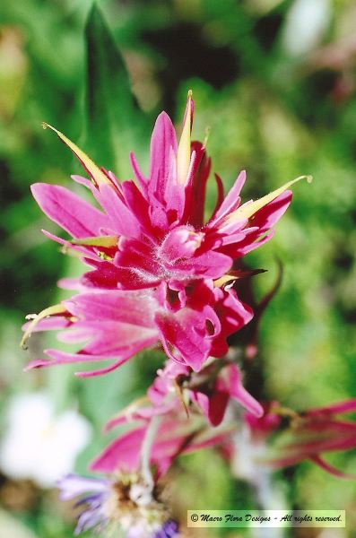 Paintbrush