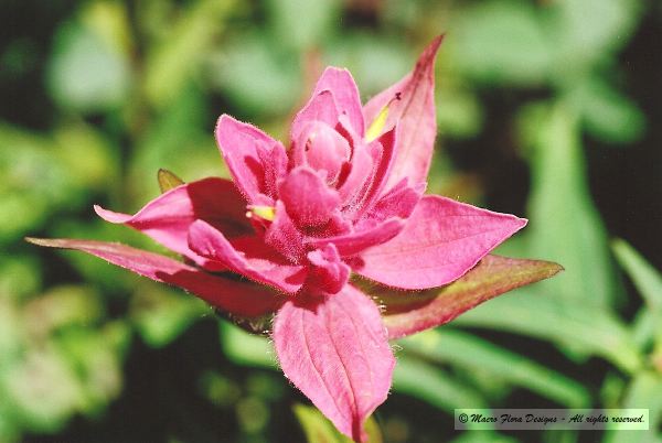Paintbrush